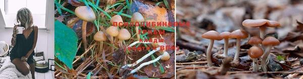 PSILOCYBIN Нижний Тагил